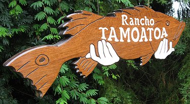 Placa Entalhada - Tancho Tamoatoa